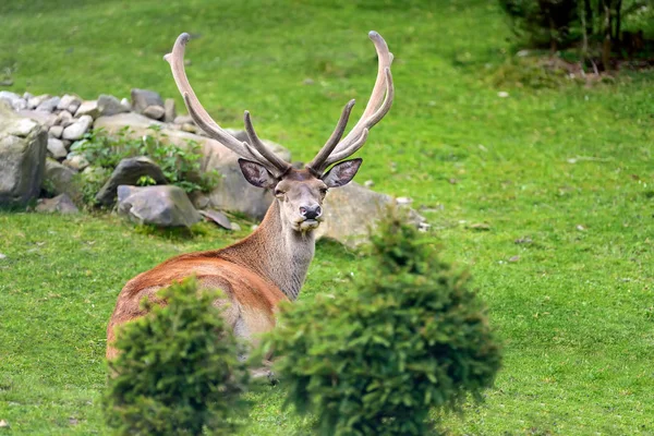 Veado na floresta — Fotografia de Stock