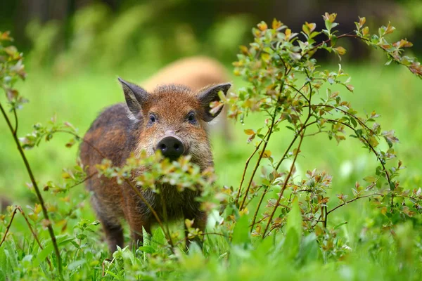 Wilde zwijnen in het bos — Stockfoto