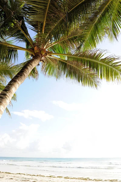 Palmeras en la playa — Foto de Stock