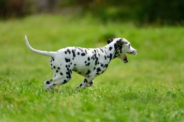 Yaz aylarında açık havada Dalmaçya köpeği