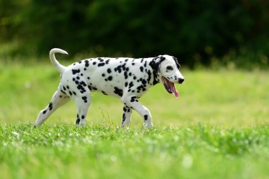 Yaz aylarında açık havada Dalmaçya köpeği