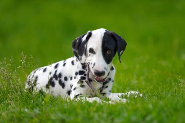 Yaz aylarında açık havada Dalmaçya köpeği