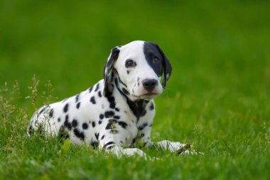 Yaz aylarında açık havada Dalmaçya köpeği