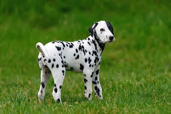 Dalmatiska hund utomhus i sommar — Stockfoto