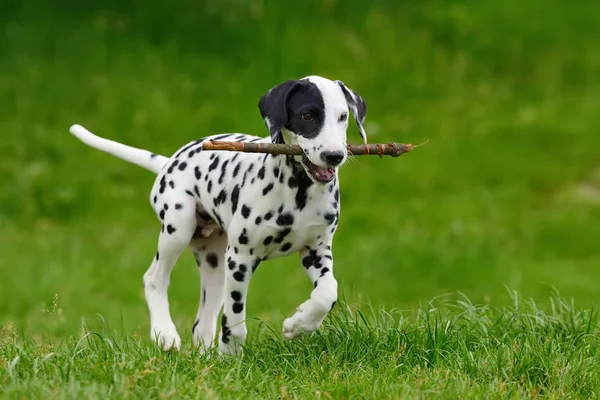 Dalmatiska hund utomhus i sommar — Stockfoto