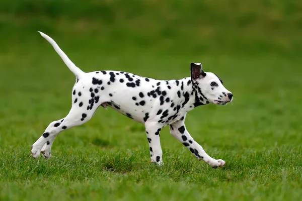 Dalmatische hond buiten in de zomer — Stockfoto