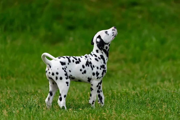 Dalmatische hond buiten in de zomer — Stockfoto