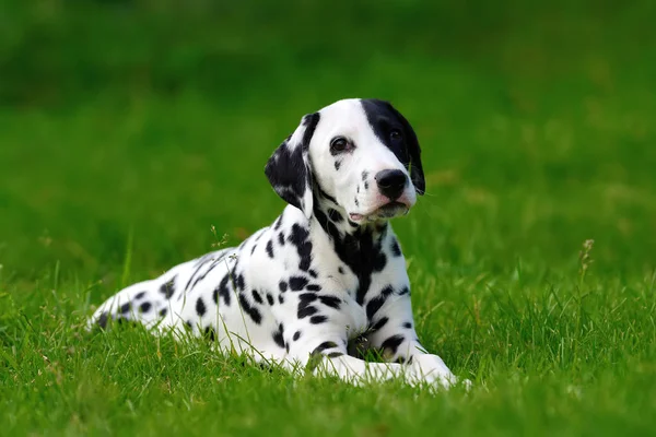 Dalmatiner Hund im Sommer im Freien — Stockfoto