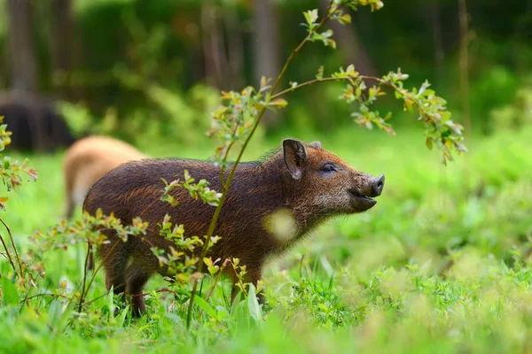 Wild boar in forest — Stock Photo, Image