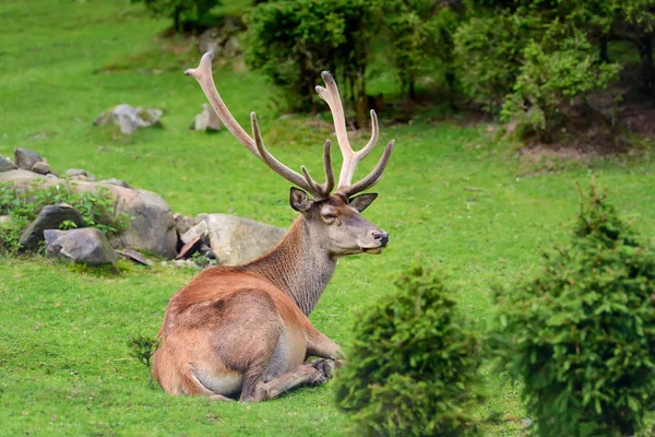 Cervo nella foresta — Foto Stock