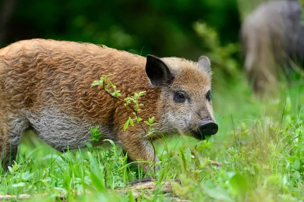 Wildschweine im Wald — Stockfoto