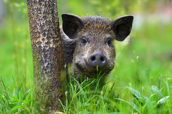 Cinghiale nella foresta — Foto Stock