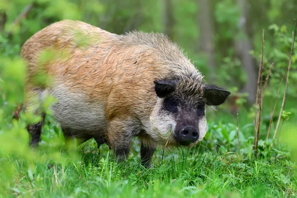 숲 속의 멧돼지 — 스톡 사진
