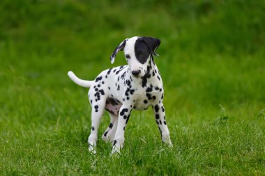 Yaz aylarında açık havada Dalmaçya köpeği