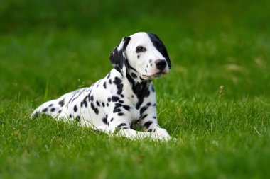 Yaz aylarında açık havada Dalmaçya köpeği