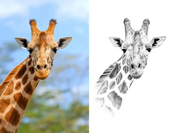 Porträt der Giraffe vor und nach dem Zeichnen von Hand mit Bleistift — Stockfoto