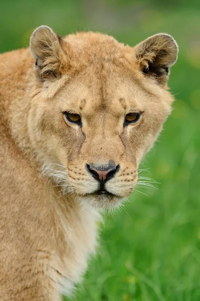 Lion In groen gras — Stockfoto