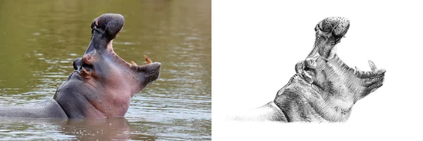 Retrato de hipopótamo antes e depois desenhado à mão a lápis — Fotografia de Stock