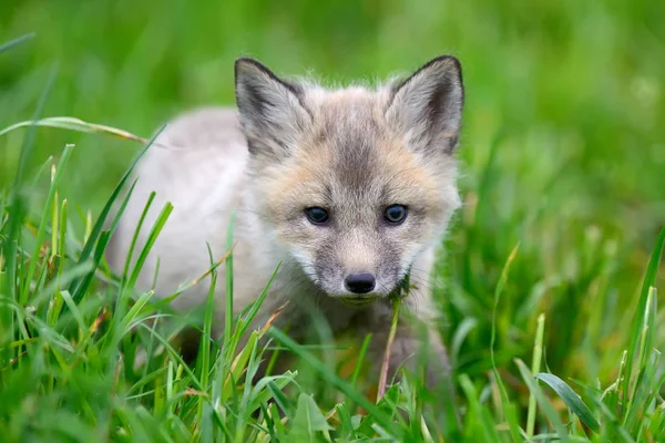 Ασημένια αλεπού μωρό — Φωτογραφία Αρχείου