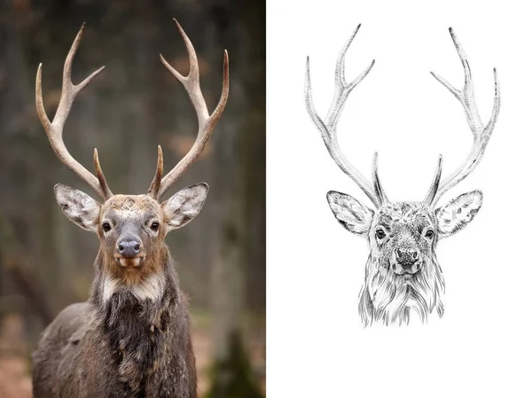 Porträtt av rådjur innan och efter dras för hand med blyerts — Stockfoto