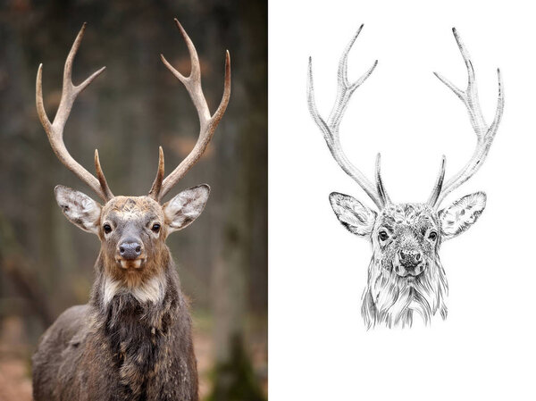 Portrait of deer before and after drawn by hand in pencil