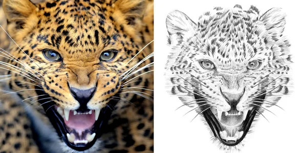 Portrait of leopard before and after drawn by hand in pencil — Stock Photo, Image