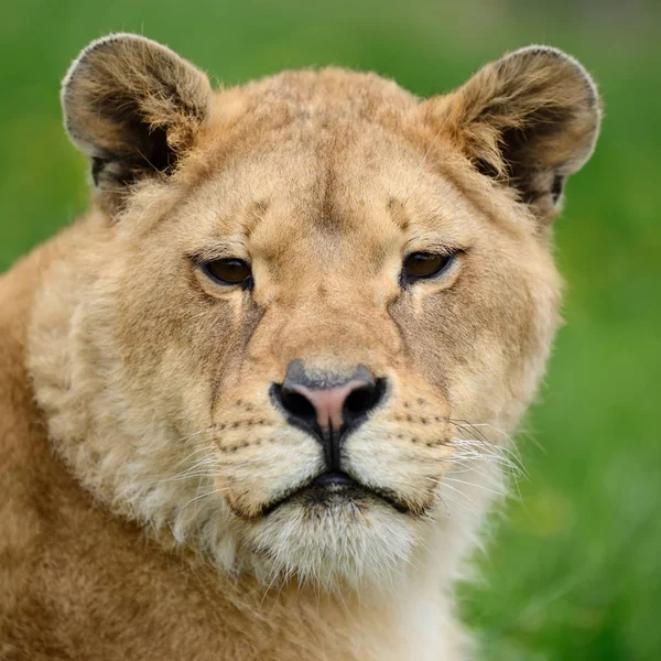 Löwe im grünen Gras — Stockfoto