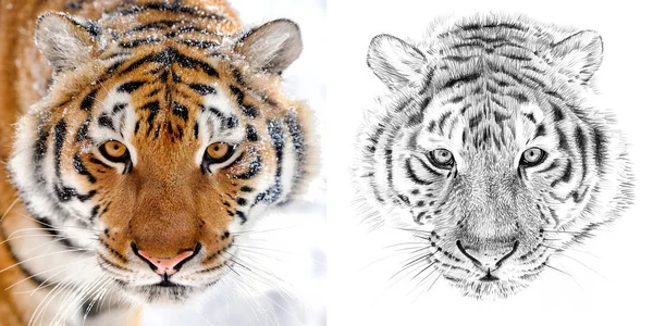 Portrait of tiger before and after drawn by hand in pencil — Stock Photo, Image