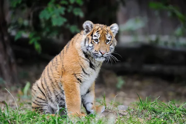 Petit tigre dans l'herbe — Photo