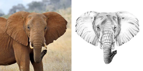 Retrato de elefante antes e depois desenhado à mão a lápis — Fotografia de Stock
