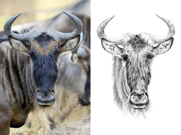 Retrato de beest ancho antes y después dibujado a mano a lápiz — Foto de Stock
