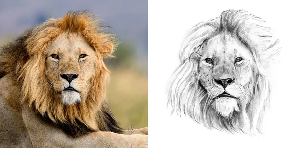 Portrait of lion before and after drawn by hand in pencil Stock Image
