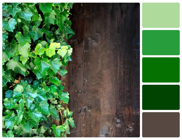 Close up brown wood wall with green leaves with palette color sw — Stock Photo, Image