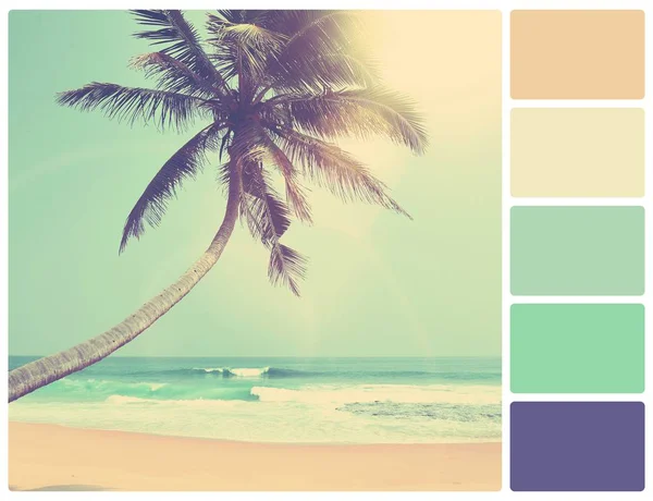 Palm on a beach with palette color swatches — Stock Photo, Image