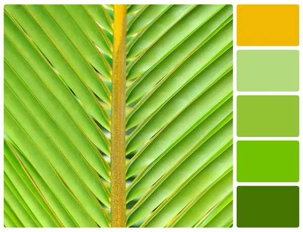 Lines and textures of green palm leaves with palette color swatc — Stock Photo, Image