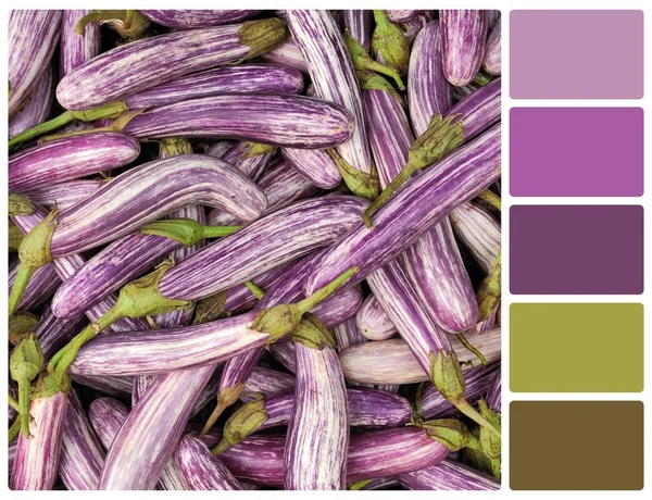 Fresh vegetable eggplant with palette color swatches — Stock Photo, Image