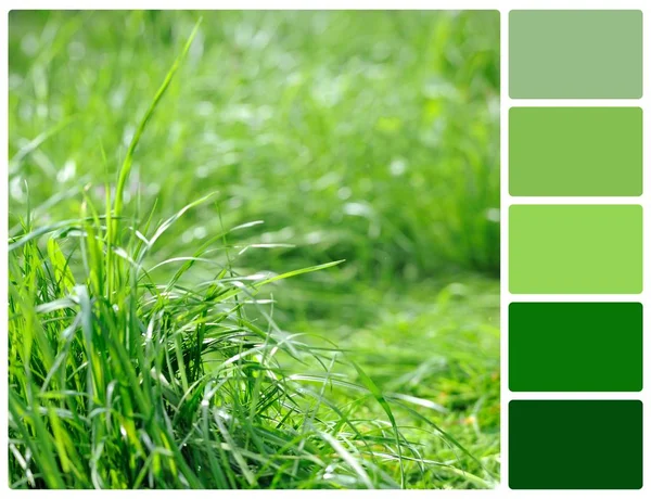 色見本パレットで春の草 — ストック写真