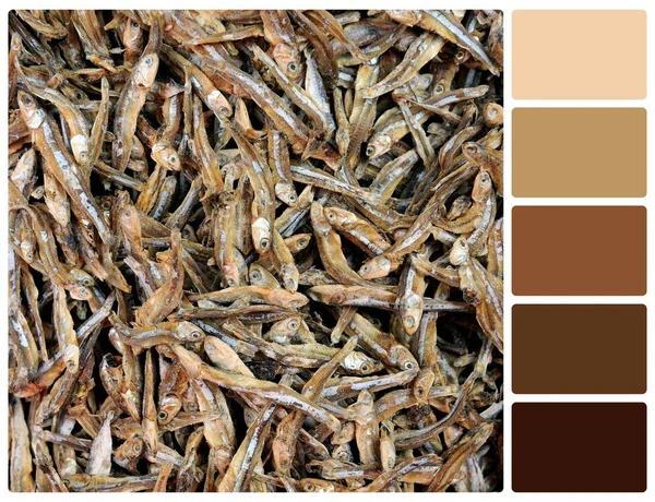 Textura de pescado seco con muestras de color de paleta —  Fotos de Stock