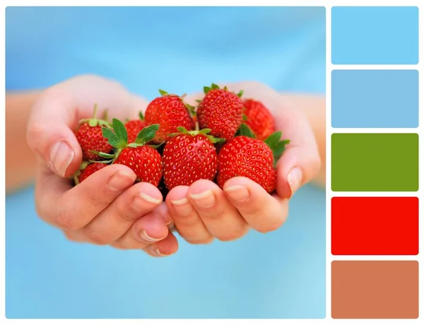 Hands holding fresh strawberries with palette color swatches — Stock Photo, Image