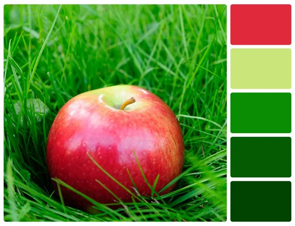 Красное яблоко в траве с образцами цвета палитры — стоковое фото