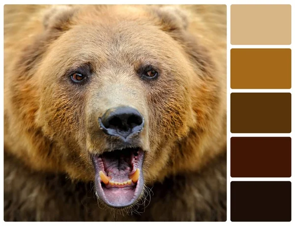 Портрет ведмедя з кольоровими штрихами палітри — стокове фото
