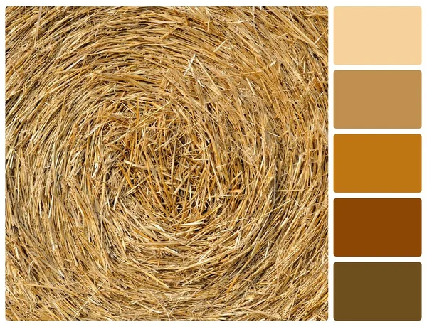 Stro textuur achtergrond met palet kleurstalen — Stockfoto