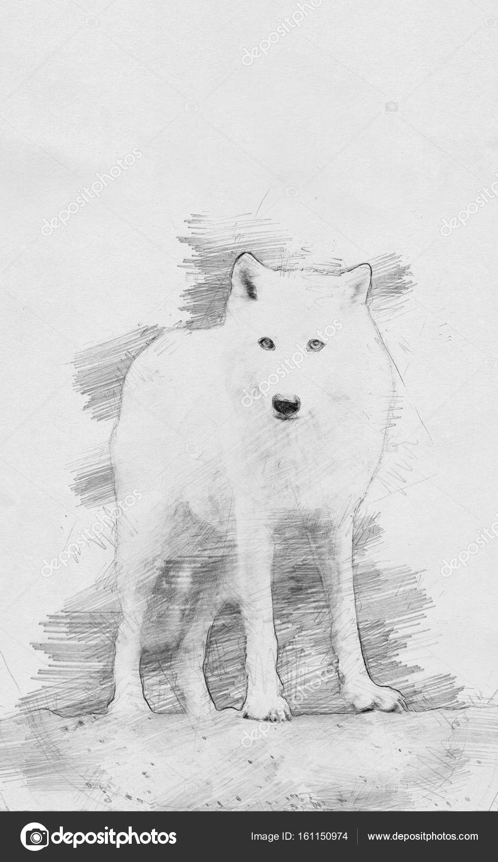 Pencil Sketch Of A Wolf Wolf Sketch With Pencil Stock