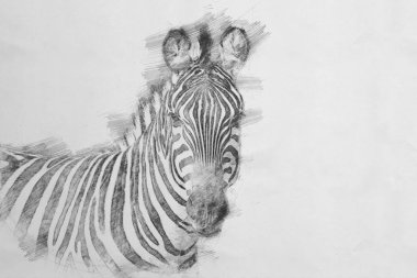 Zebra. Kalem kroki