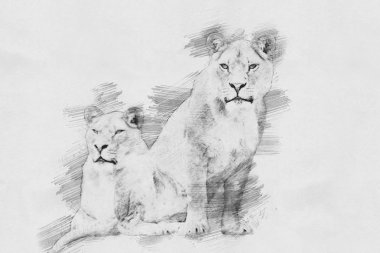Aslan. Kalem kroki