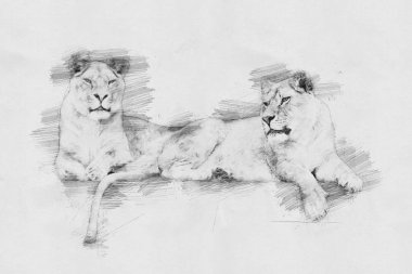 Aslan. Kalem kroki