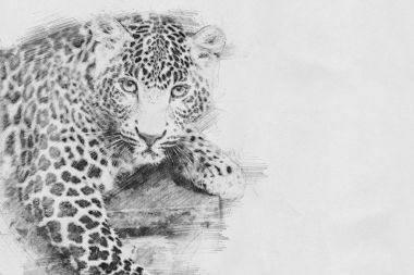 Leopar. Kalem kroki