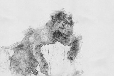 Leopar. Kalem kroki
