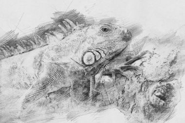 İguana. Kalem kroki