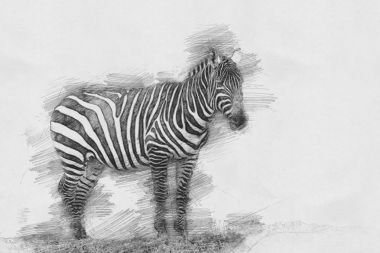 Zebra. Kalem kroki